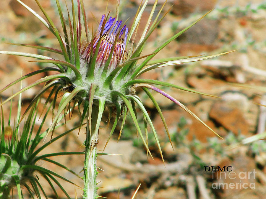 The Desert Flower Photograph by Donna L Munro