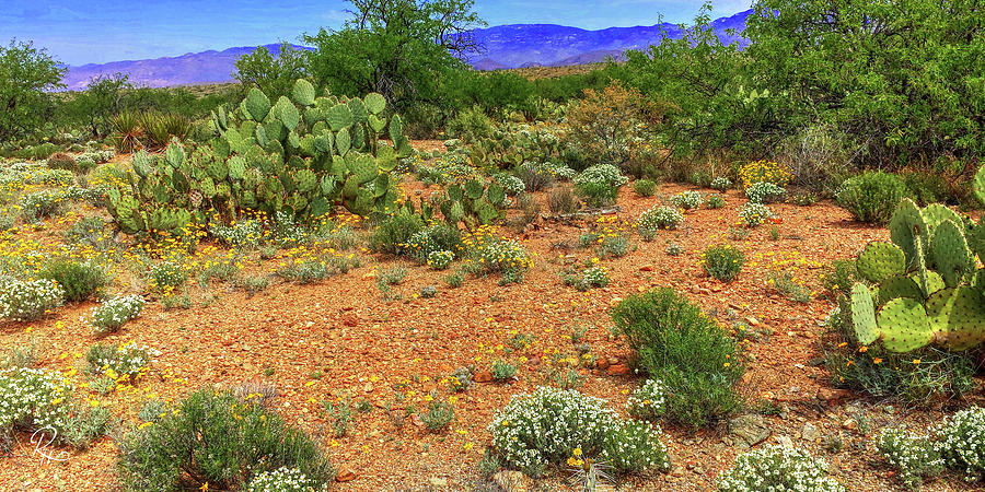 The Desert In Bloom Photograph by Robert Harris