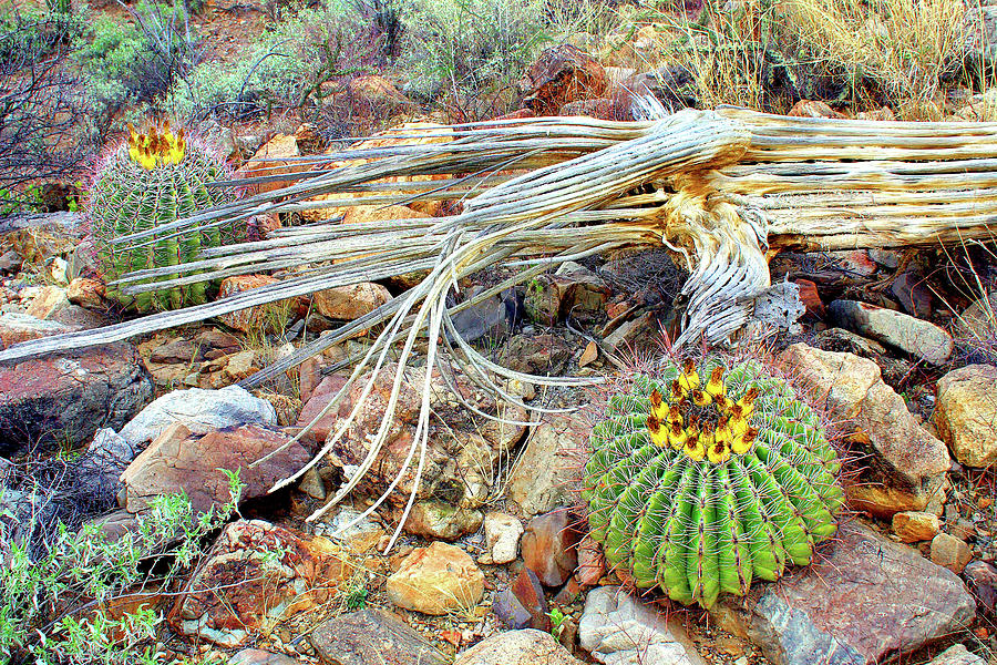 Saguaro National Park Photograph - The Desert In Winter by Douglas Taylor
