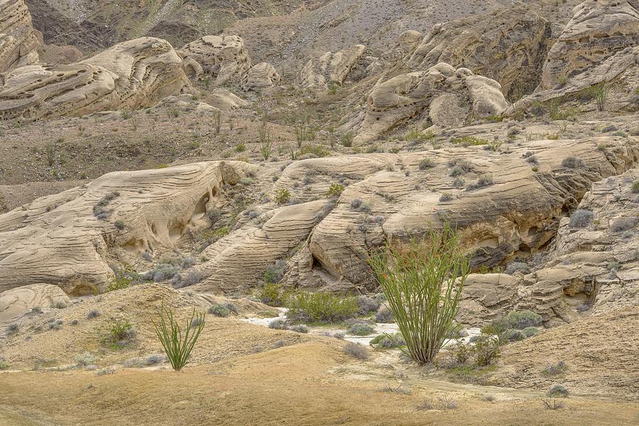 The Desert - Just Add Water Photograph by Alexander Kunz
