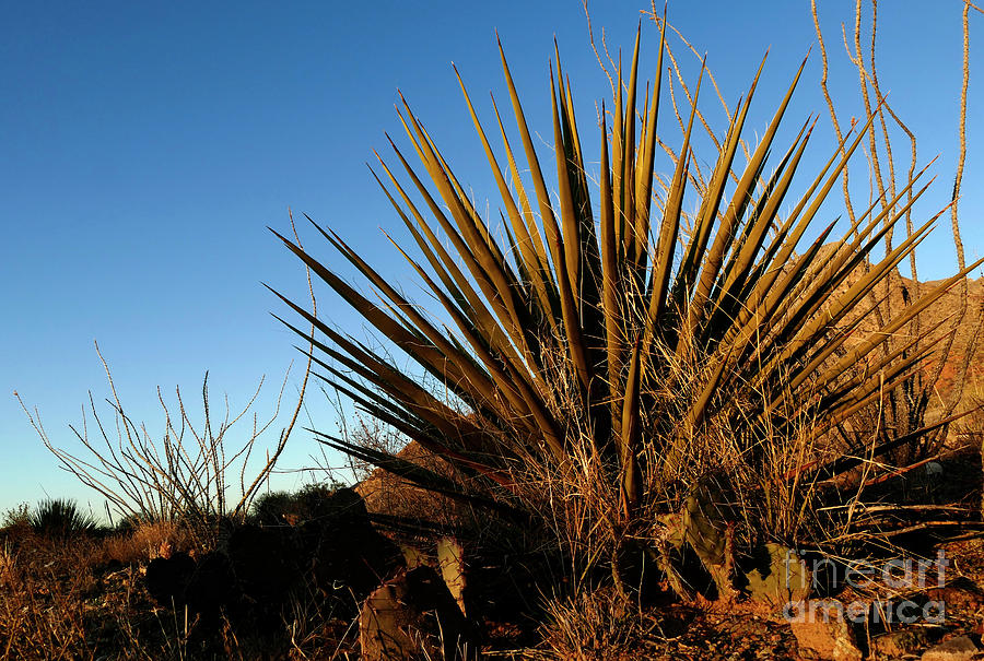 The Desert Spoon Cactus Photograph by Sandra Js