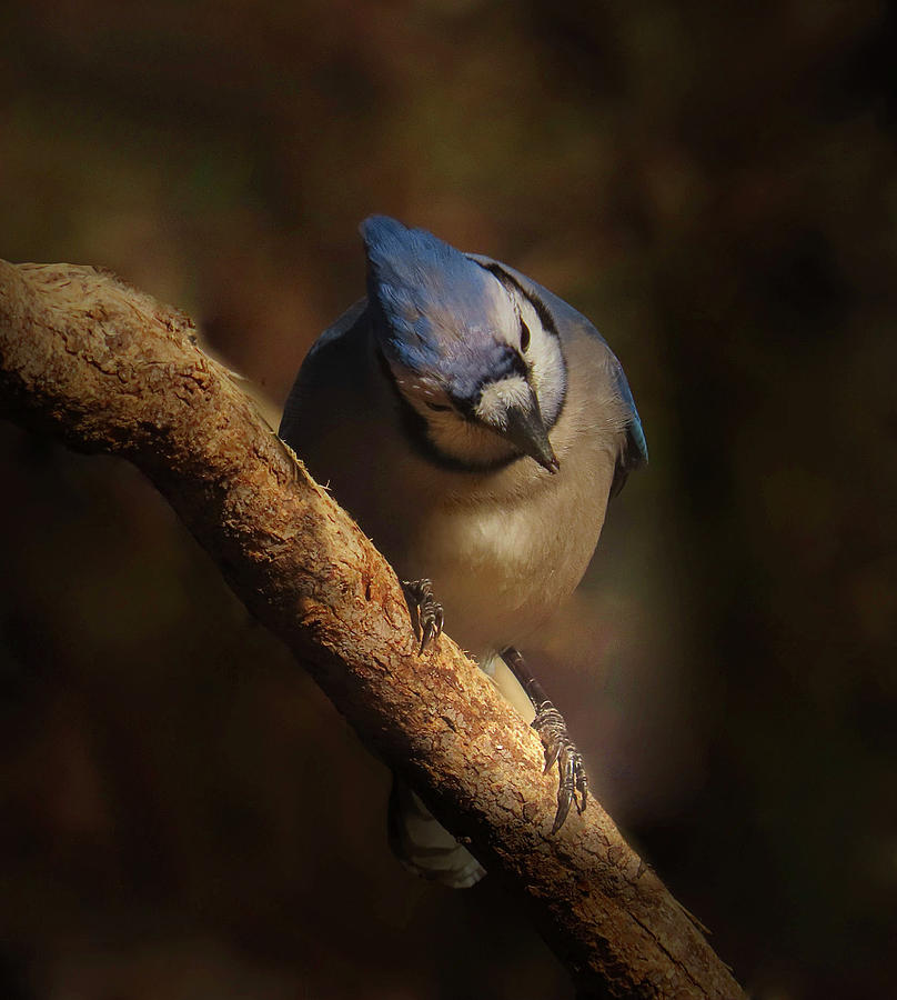 The Determined Blue Jay Photograph by Rebecca Grzenda