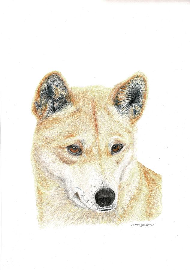 Featured image of post How To Draw A Dingo Face The large plate explains the construction of an ellipse