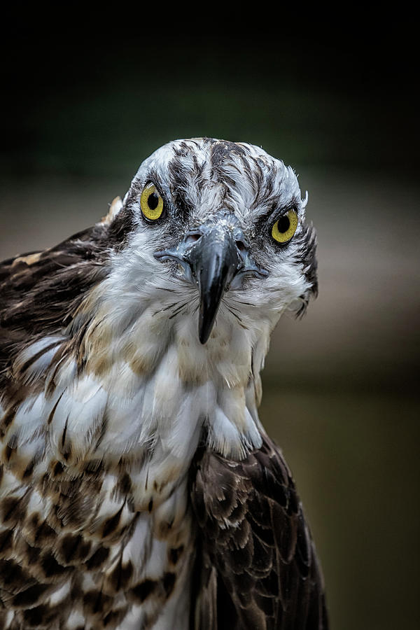 The Direct Stare of an Osprey Photograph by Belinda Greb