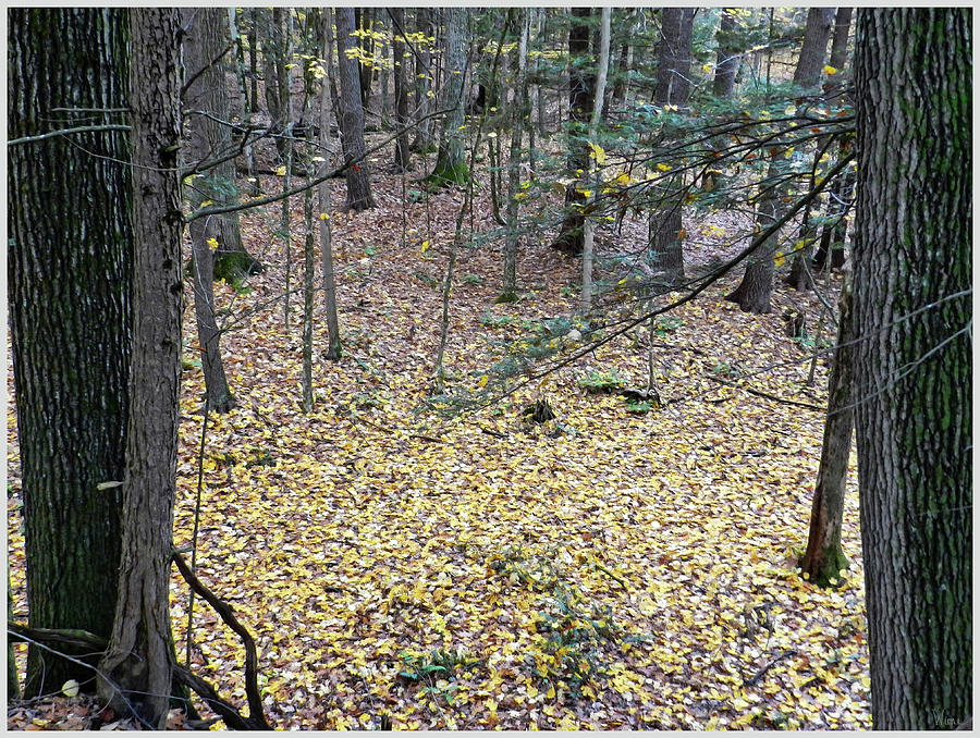 The Display of Yellow Leaves in the Woods Photograph by Lise Winne