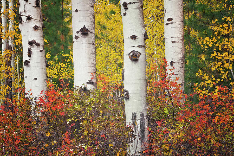 Bend Photograph - The distinctive white trunks of aspen trees among the autumn colors. by Larry Geddis