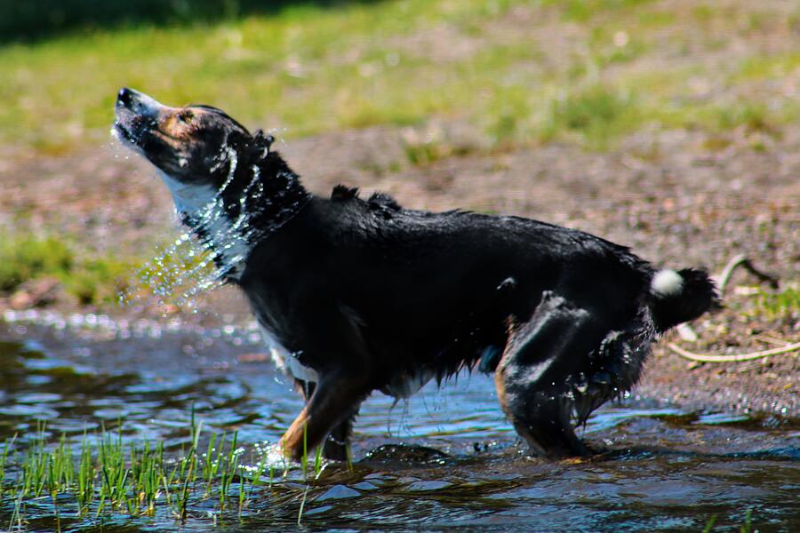 The Dog at the sun Photograph by Soraya D'Apuzzo - Fine Art America