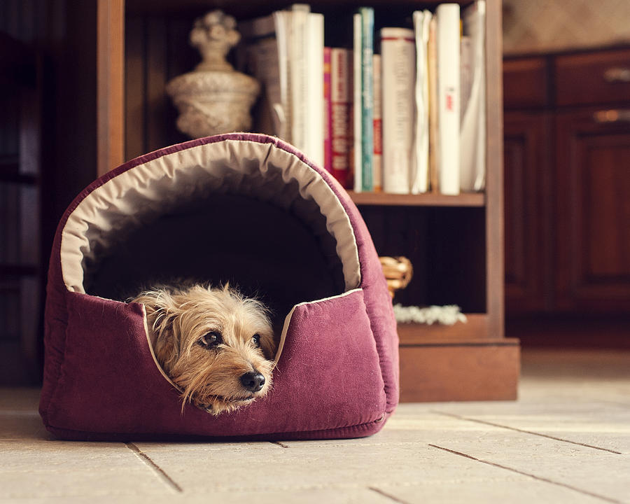 The Dog Bed Photograph by Jody Trappe Photography