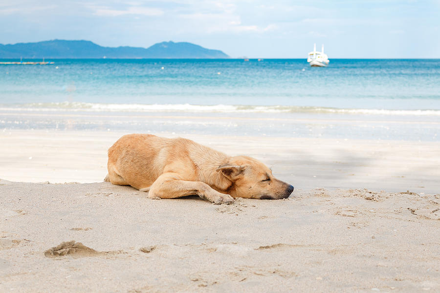 The Dog Lies On The Beach Near The Sea Photograph by Yarochkins