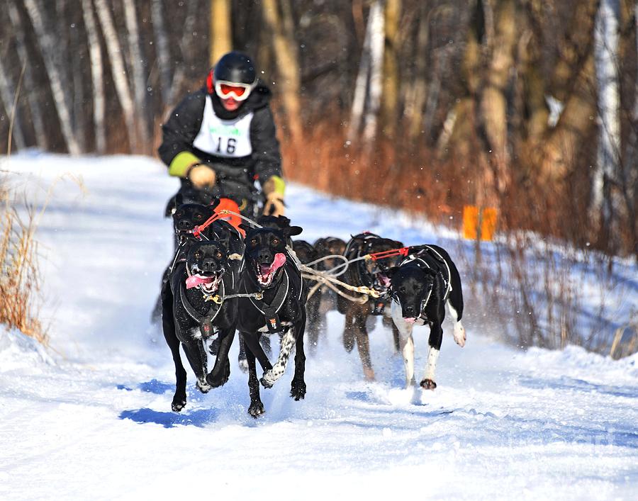 The Dog Sled Derby Photograph by Steve Brown