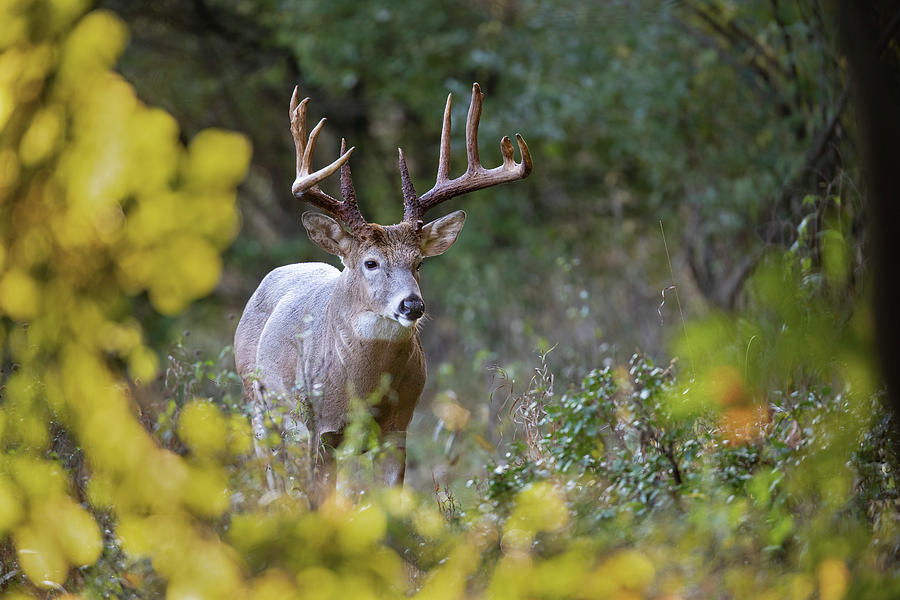 The Dominant Buck Photograph by Daniel Teetor - Fine Art America