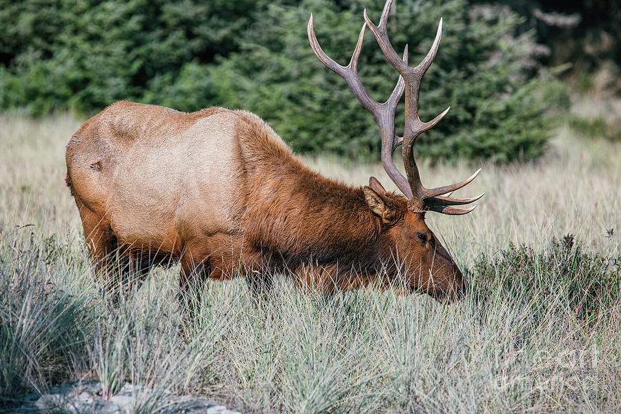 The Dominant Bull  Photograph by Scott Pellegrin