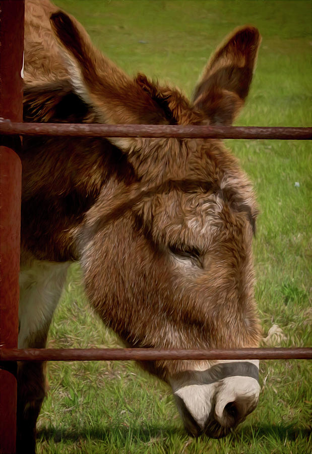 Animal Photograph - The Donkey by David and Carol Kelly