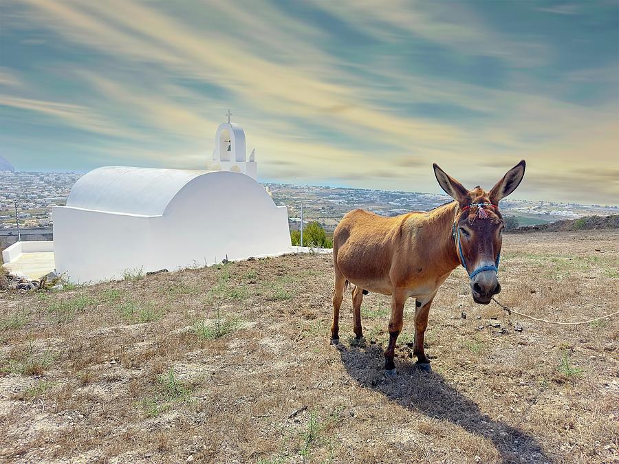 The Donkey Photograph by Kostas Petrakos The Donkey Photograph by Kostas Petrakos