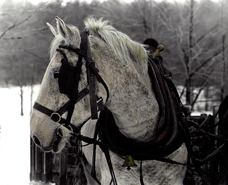 The Draft Horse Photograph by Wayne King