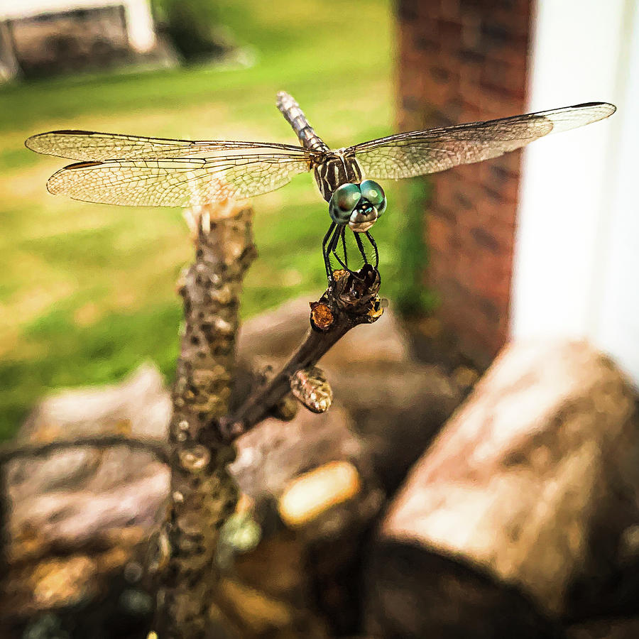 The Dragonfly Photograph by Jim Feldman