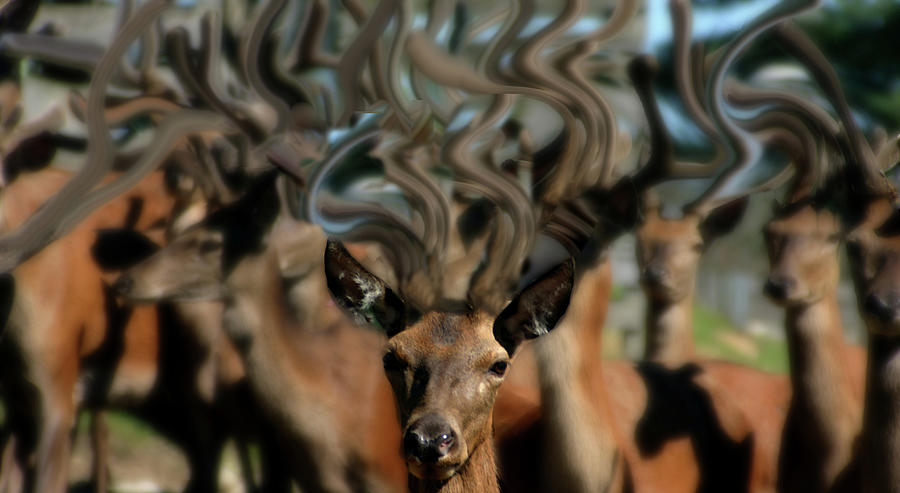 The Dreams of Deer #2 Photograph by Wayne King