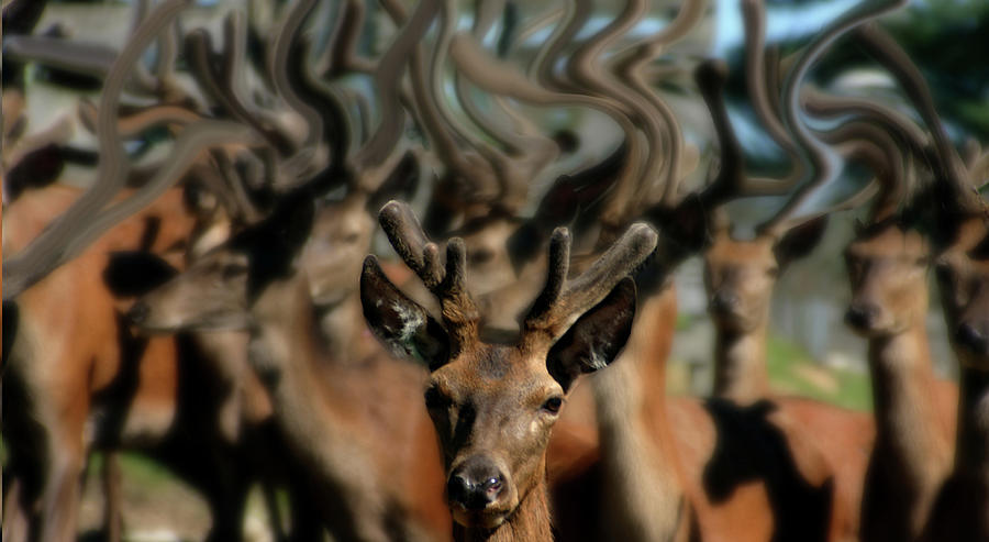 The Dreams of Deer No 1 Photograph by Wayne King