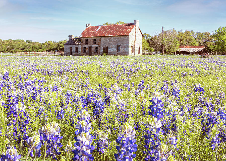 The Dreamy Bluebonnet House Photograph by Jessica Lutz - Fine Art America