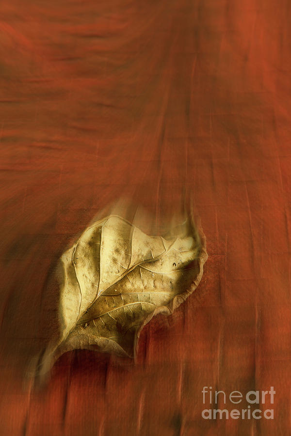 The dried leaf Photograph by Kiran Joshi