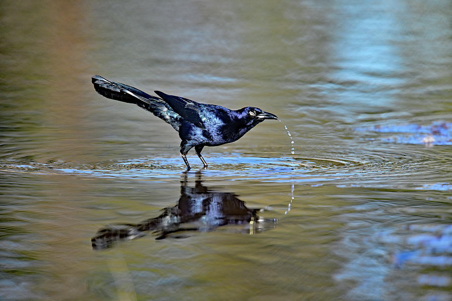 The Drink Trail - Grackle Quenching Thirst   Photograph by Amazing Action Photo Video