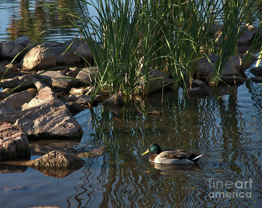 The Duck Between The Reeds And The Rocks Digital Art by Kirt Tisdale