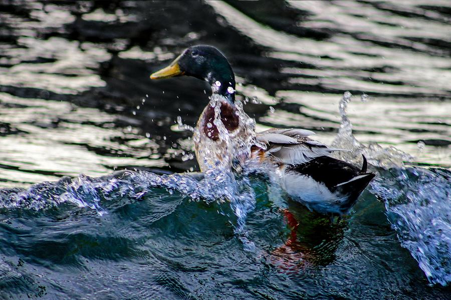 The duck dip Photograph by Soraya DApuzzo