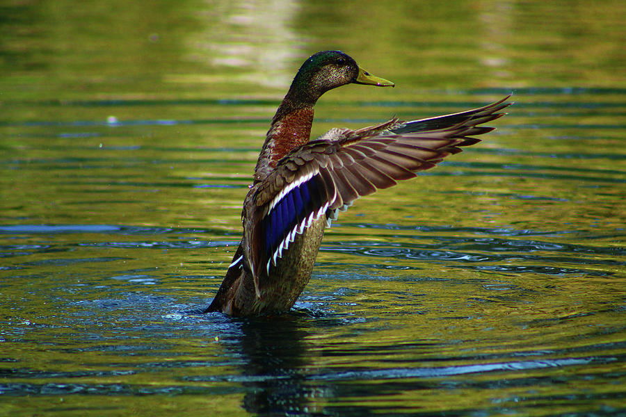 The Duck Water Dance Photograph by Marcus Jones