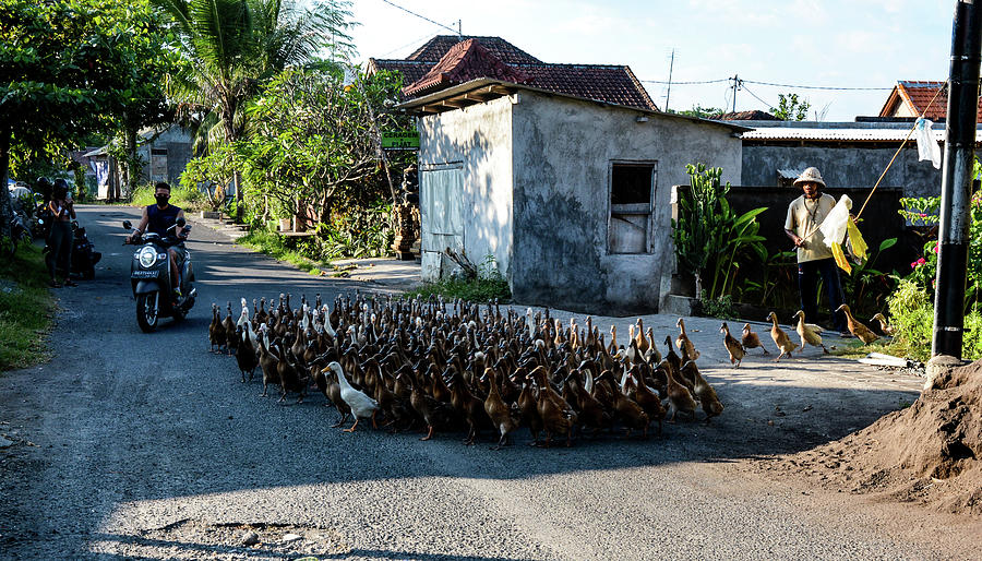 The Duck Whisperer - Bali, Indonesia Photograph by Earth And Spirit