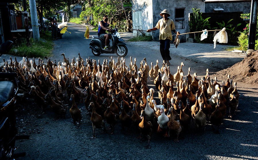 The Duck Whisperer II - Bali, Indonesia Photograph by Earth And Spirit