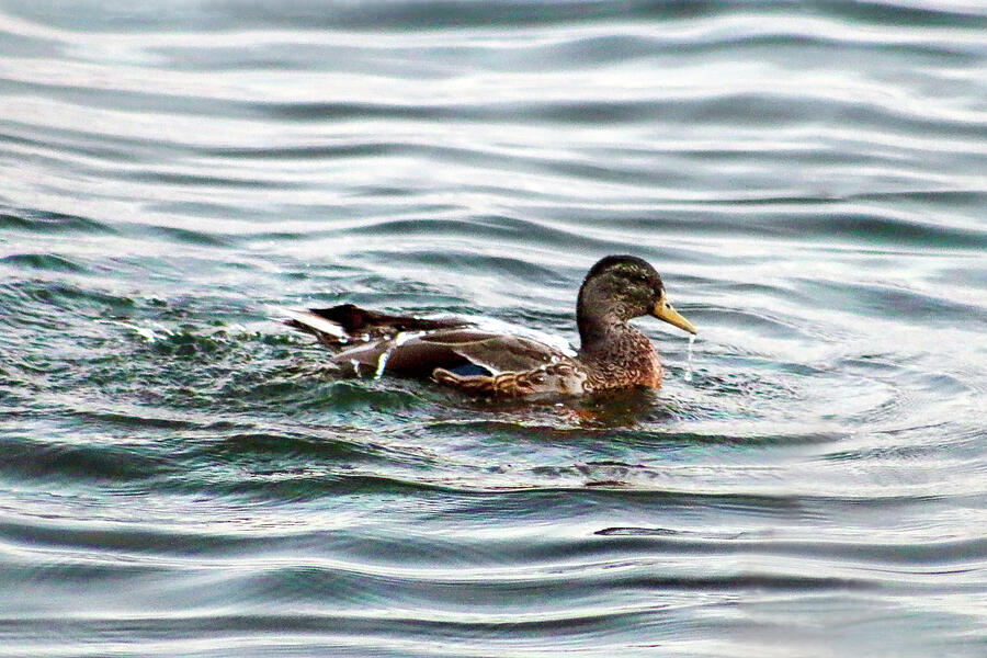 The Ducks dip Photograph by Soraya DApuzzo The Ducks dip Photograph by Soraya DApuzzo
