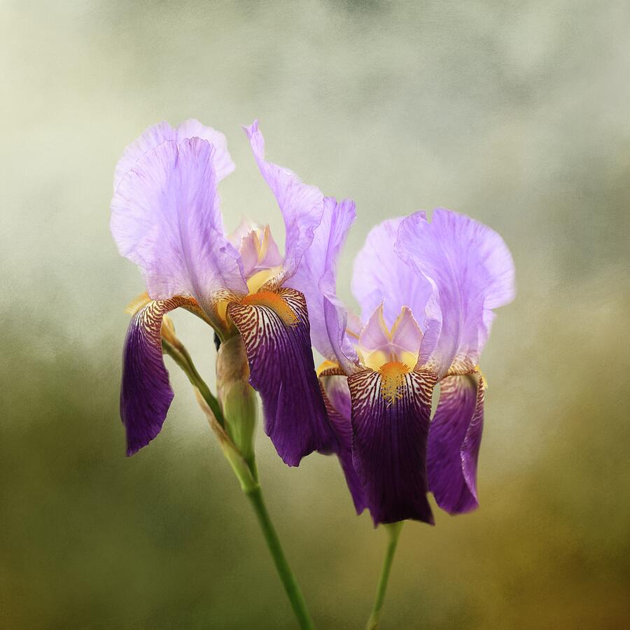 The Duet Iris Flowers Photograph by Jai Johnson The Duet Iris Flowers Photograph by Jai Johnson