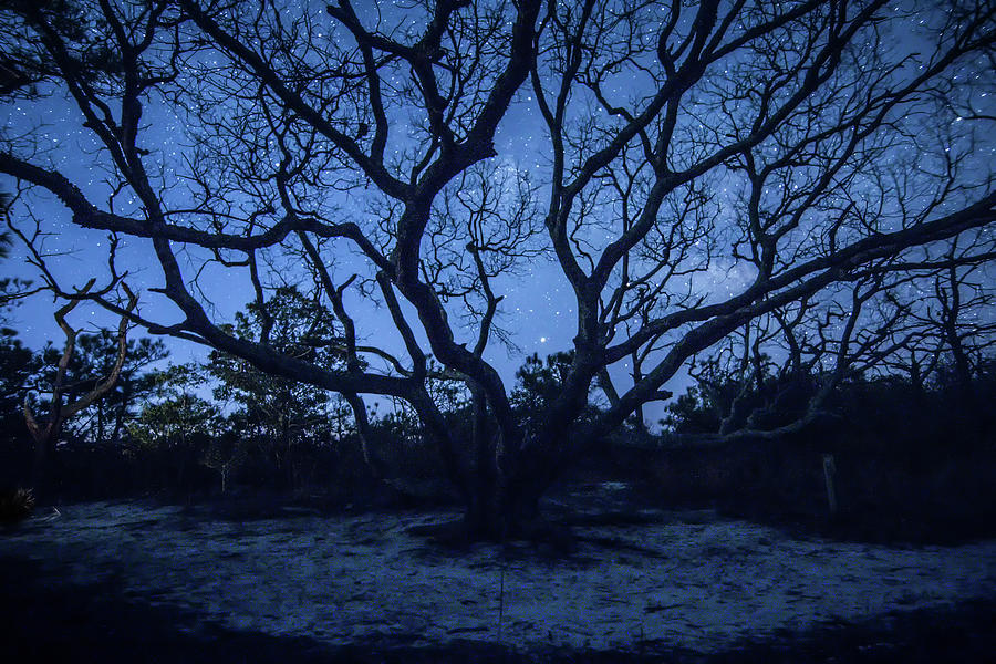 The Dune Trail Tree at Night Photograph by Ken Fullerton