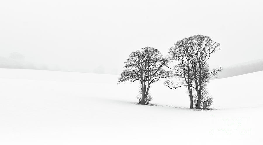Three Trees #1 Photograph by Richard Burdon