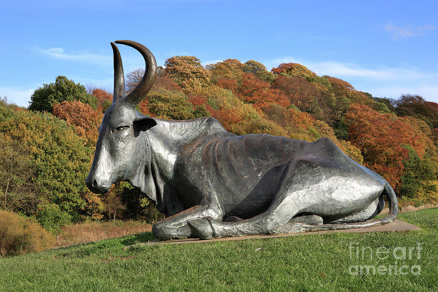 The Durham cow sculpture adjacent to the river Wear in Durham City. Photograph by Bryan Attewell