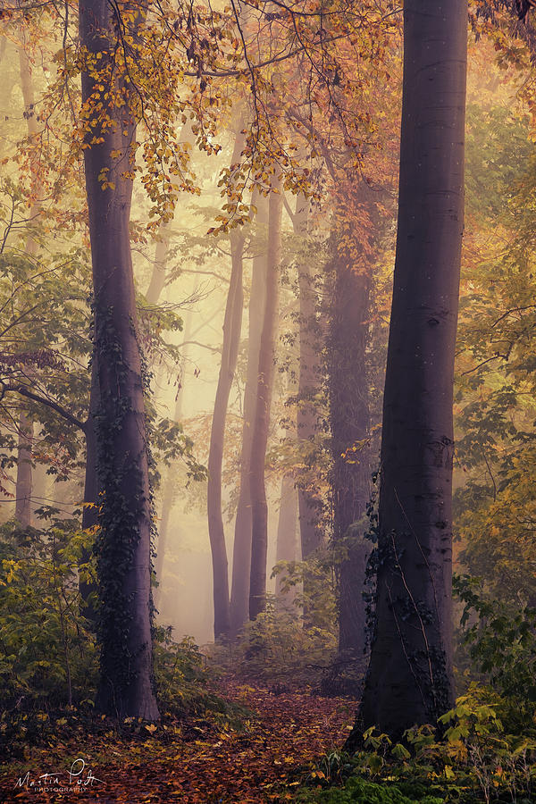 The Dutch jungle Photograph by Martin Podt - Pixels