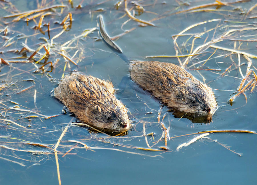 The Dynamic Duo by Michael Chatt The Dynamic Duo by Michael Chatt