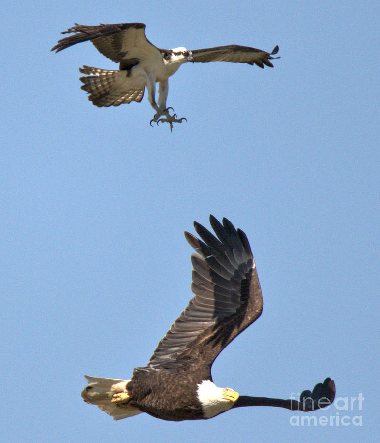 The Eagle And The Peregrine Falcon Photograph by Adam Jewell
