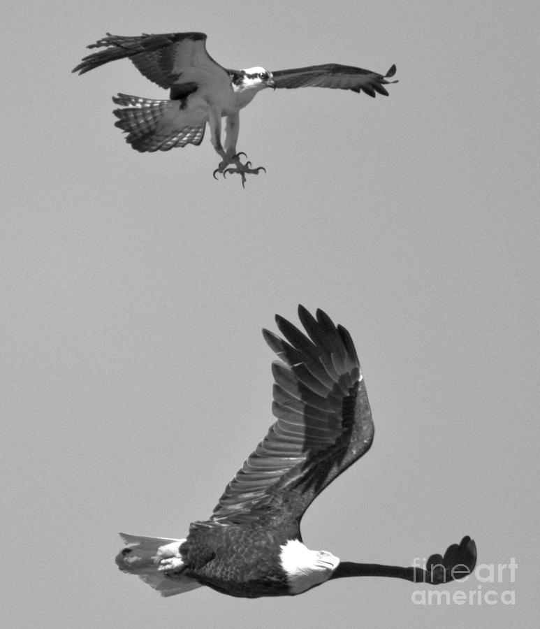 The Eagle And The Peregrine Falcorn Black And White Photograph by Adam Jewell