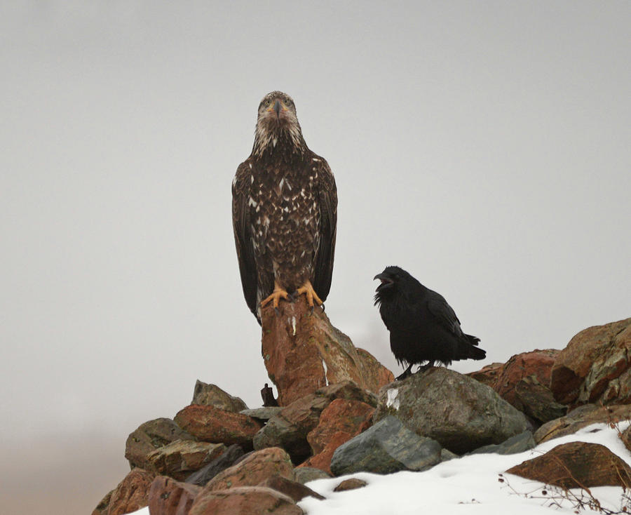 The Eagle and the Raven Photograph by Whispering Peaks Photography