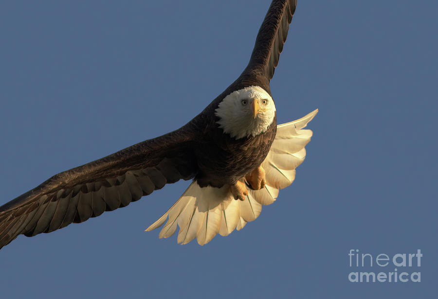 The Eagle Eye Photograph by Douglas Stucky