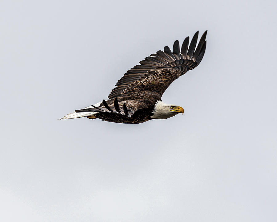 The Eagle Glide Photograph by Yeates Photography