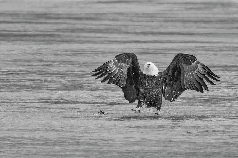 The Eagle Has Landed BW Photograph by Susan Candelario
