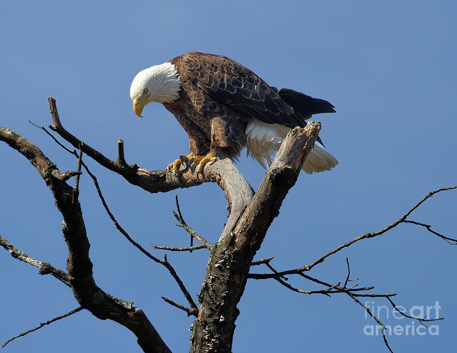 The Eagle Has Landed Photograph by Chris Scroggins