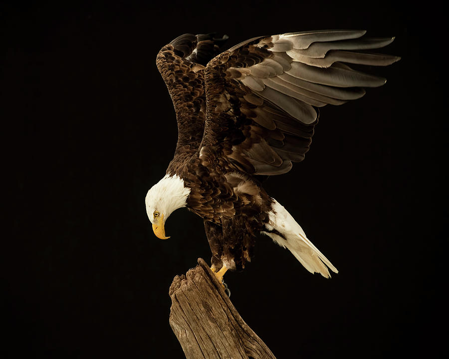 The Eagle Has Landed Photograph by CR Courson