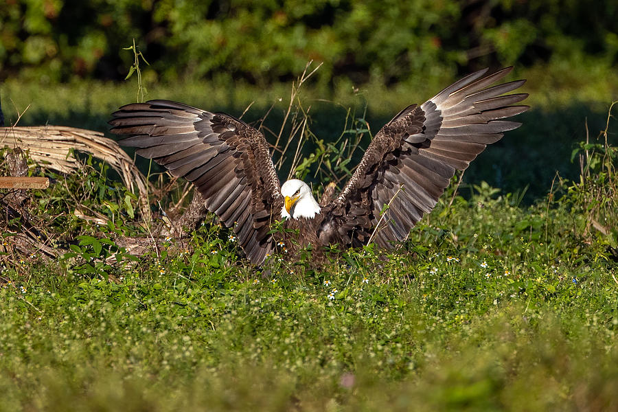The Eagle has Landed Photograph by David Eppley