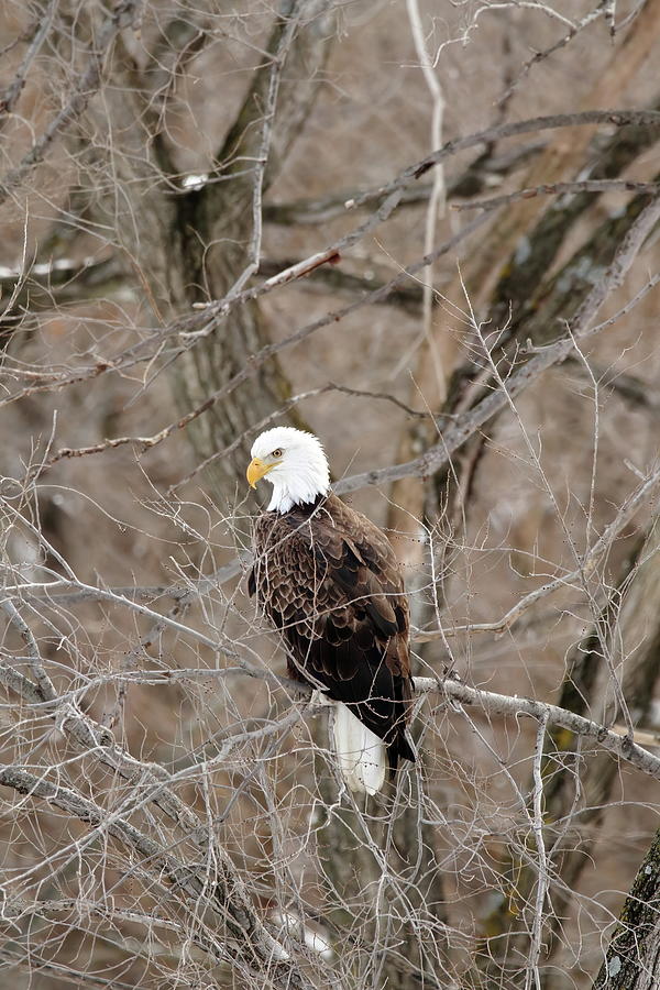 The Eagle Has Landed Photograph by Lens Art Photography By Larry Trager
