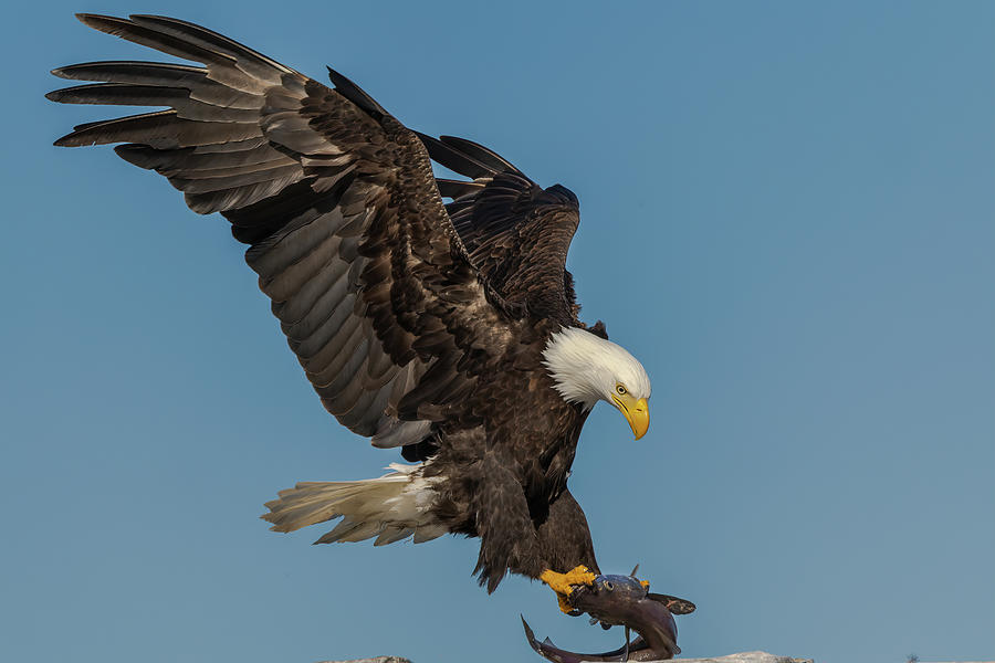 The Eagle has landed Photograph by Michelle Pennell
