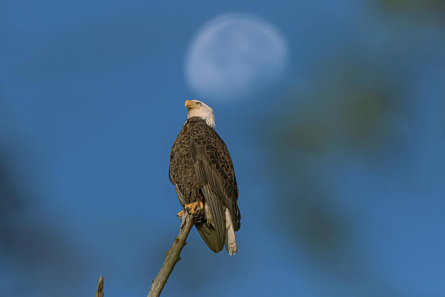 The Eagle Has Landed Photograph By Steve Rich Pixels 2528