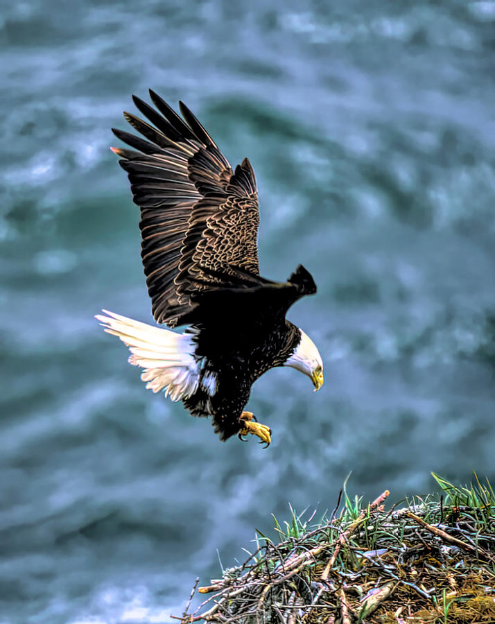 The Eagle is Landing Photograph by Dave Menke